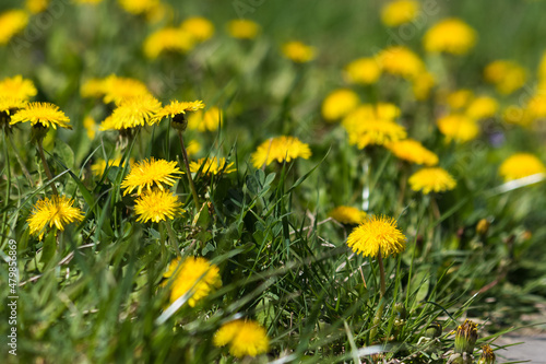yellow dandelion flowers among green grass. rural garden environment. beautiful nature background in summer