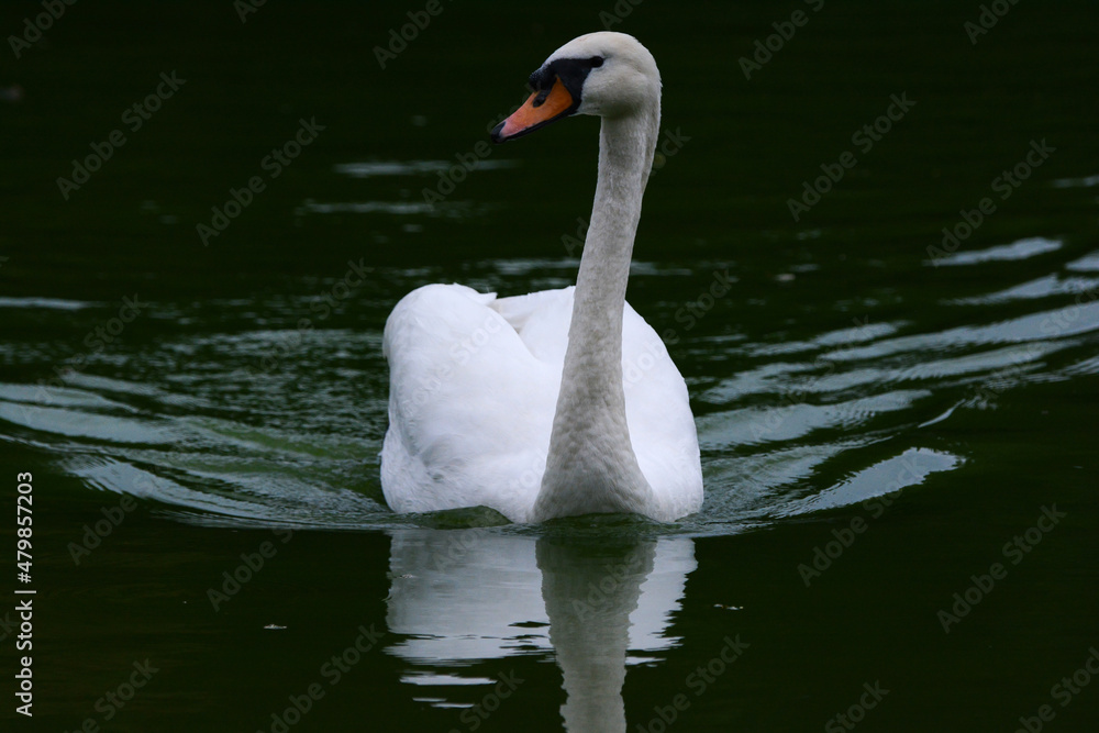 Cygne de face sur l'eau Cygne de face sur l'eau