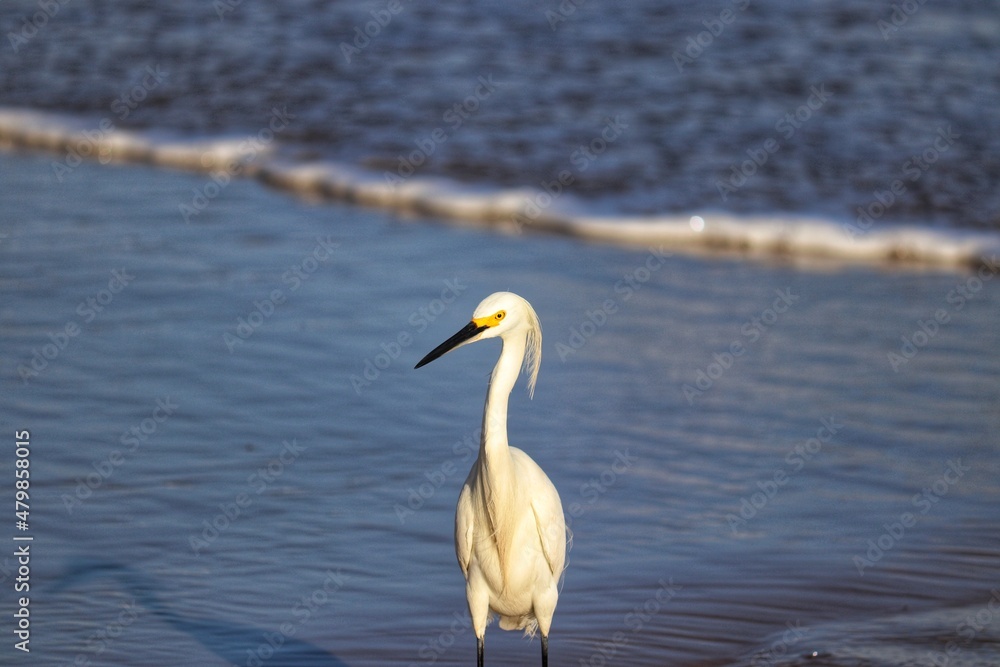 A beautiful bird by the sea on a summer day.