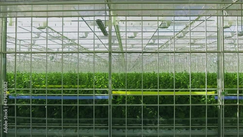 Wallpaper Mural Green crop growing in very large modern greenhouse Torontodigital.ca