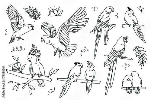 A parrot. Tropical birds. Outline doodle realistic draw illustration. 