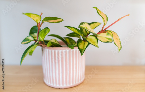 hoya carnosa tricolor plant photo