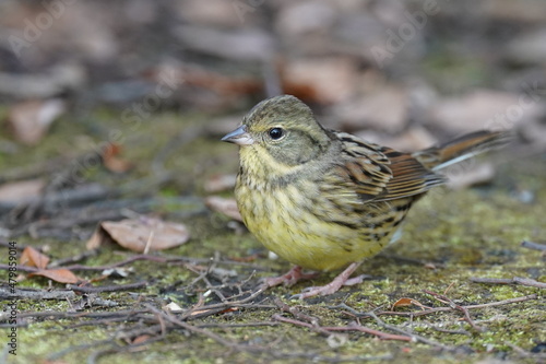 oriental greenfinch on the ground