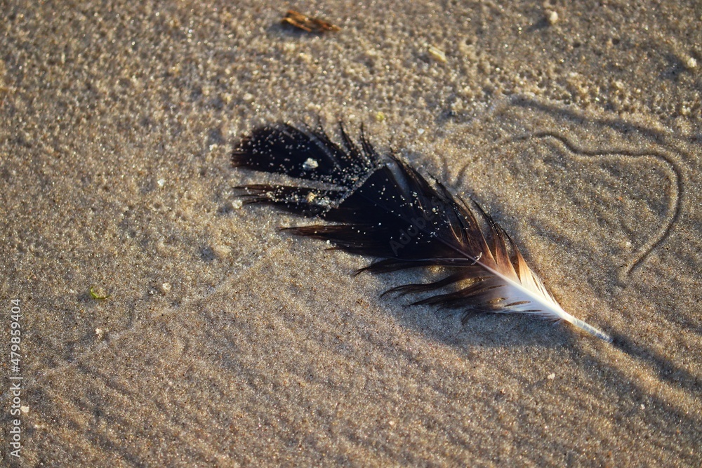 Obraz premium The beauty of a bird feather found by the sea in summer.