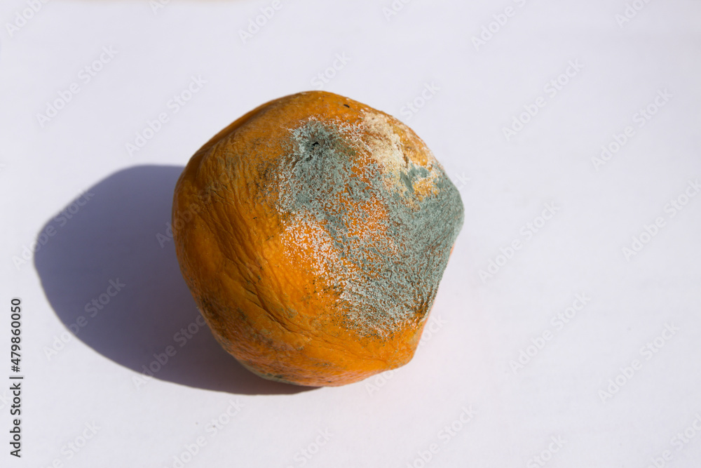 Detail of an orange with green fungus or penicillium digitatum on its skin Detail of an orange with green fungus or penicillium digitatum on its skin