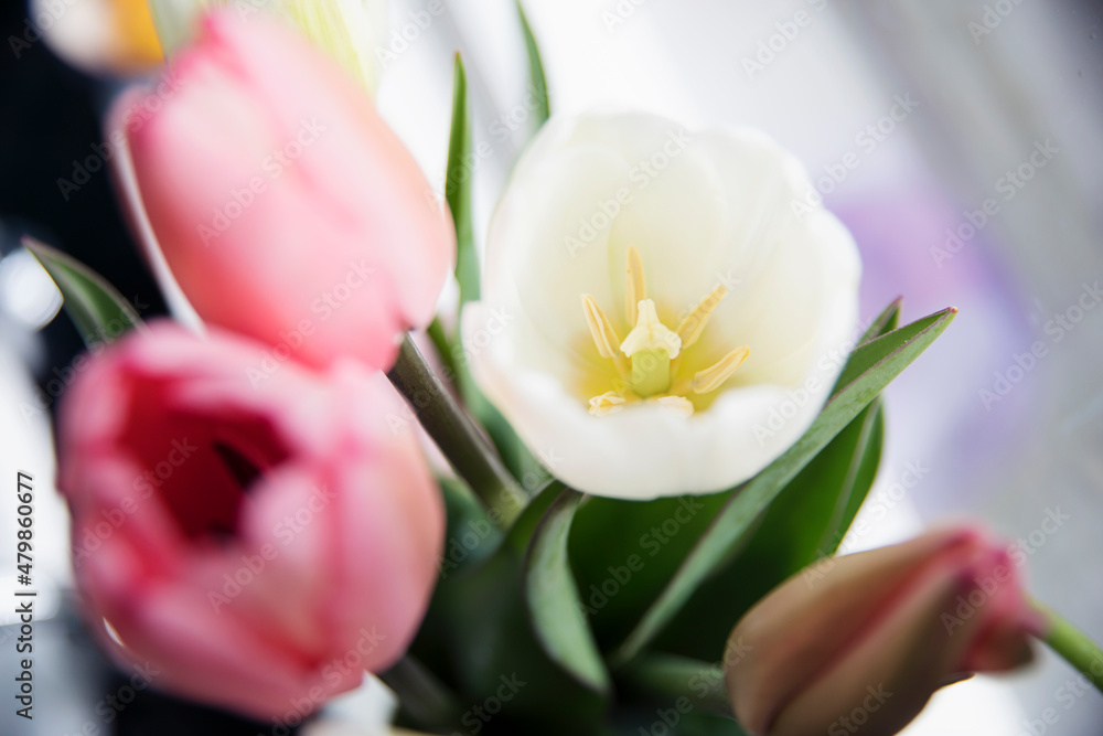 bouquet of tulips