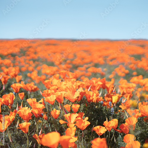 Obraz na plátně Antelope Valley Poppy Reserve