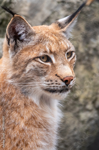Portrait of The Eurasian lynx close-up, lat. Lynx lynx