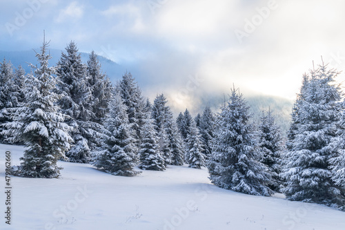 Beautiful winter landscape of snowy spruce trees. The Mala Fatra national park in northwest of Slovakia  Europe.