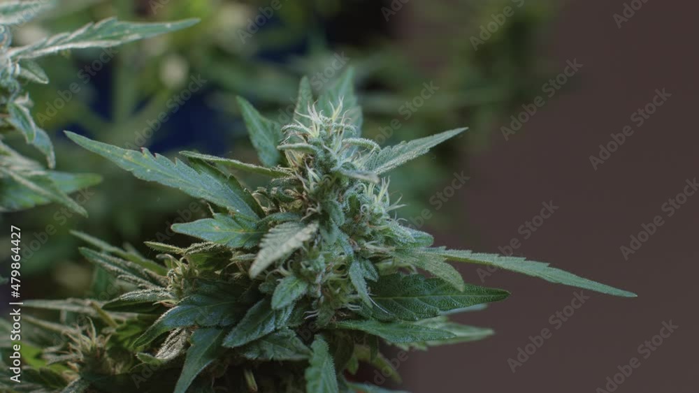 White tendrils of a female CBD cannabis bush. Time of fruit flowering, formation of the active substance terpene. Raw billet. White tendrils of a female CBD cannabis bush. Time of fruit flowering, formation of the active substance terpene. Raw billet.