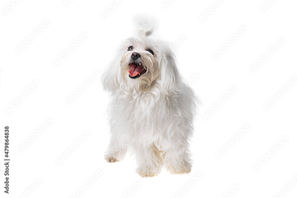 Beautiful and cute white bichon maltese dog over isolated background. Studio shoot of purebreed bichon puppy. Beautiful and cute white bichon maltese dog over isolated background. Studio shoot of purebreed bichon puppy.