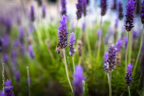 Bee. Bee pollinates lavender flowers. Vegetation vegetation with insects.