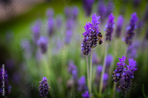 Bee. Bee pollinates lavender flowers. Vegetation vegetation with insects.