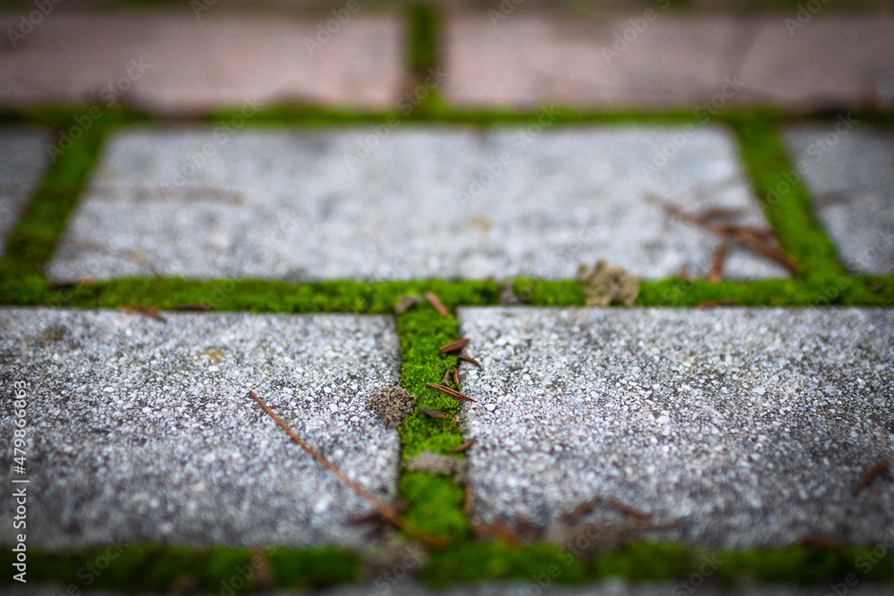 Moss. The park's stone path is covered in green moss. Moss. The park's stone path is covered in green moss.