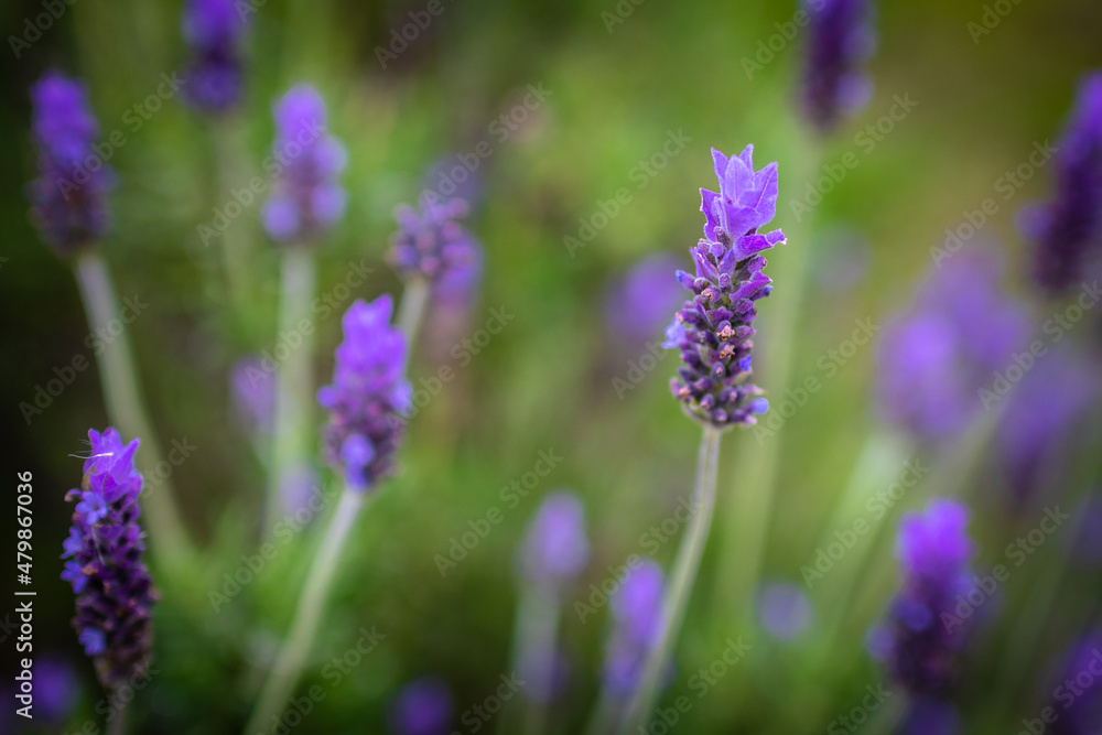 Lavender. Blossoming Lavender flowers background. Purple flowers of lavender. Lavender. Blossoming Lavender flowers background. Purple flowers of lavender.