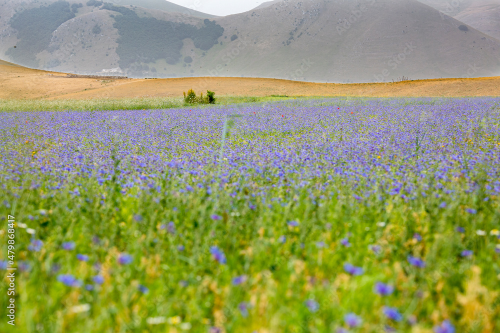 Fototapeta premium CAstelluccio viola