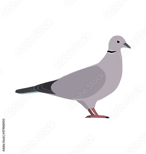 Foto Eurasian collared dove pigeon seen in Side view - Flat style vector