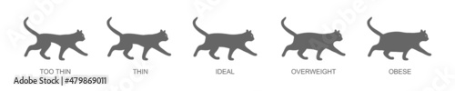Cat body condition chart. Silhouettes of domestic animals with normal and abnormal weight. Thin, ideal, overweight and obese pet kitty. Vector graphic illustration.