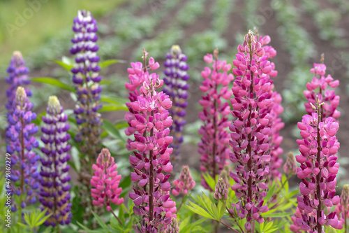 Purple lupin flowers blooms in the field. Bunch of lupines summer flower background. Violet spring and summer flower. Pink flowers   lupine a dark green background. Lupinus. Fabaceae Family. 