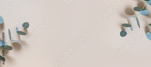 Eucaliptus leaves on beige background. Floral banner with copy space. Abstract natutal backdrop