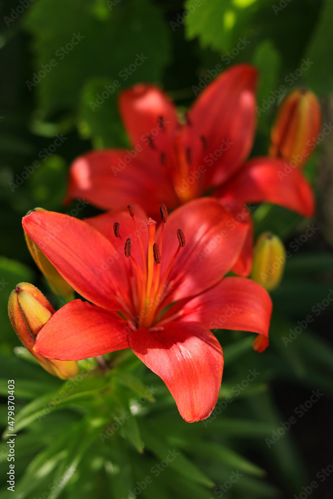 Beautiful Lily flower on green leaves background. Red Lily flowers in garden. Lilies blooming . Lilium, belonging to the Liliaceae. Image plant blooming red tropical flower Lilium Longiflorum Beautiful Lily flower on green leaves background. Red Lily flowers in garden. Lilies blooming . Lilium, belonging to the Liliaceae. Image plant blooming red tropical flower Lilium Longiflorum