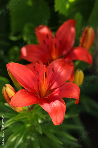 Beautiful Lily flower on green leaves background. Red Lily flowers in garden. Lilies blooming . Lilium  belonging to the Liliaceae. Image plant blooming red tropical flower Lilium Longiflorum 