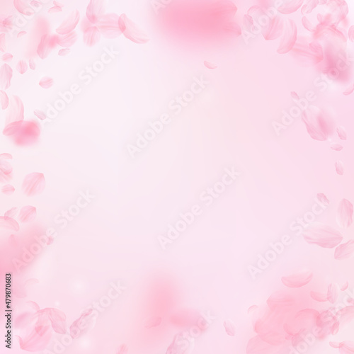 Sakura petals falling down. Romantic pink flowers vignette. Flying petals on pink square background. Love, romance concept. Impressive wedding invitation.