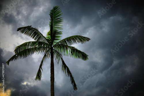 Palm Tree in a Storm