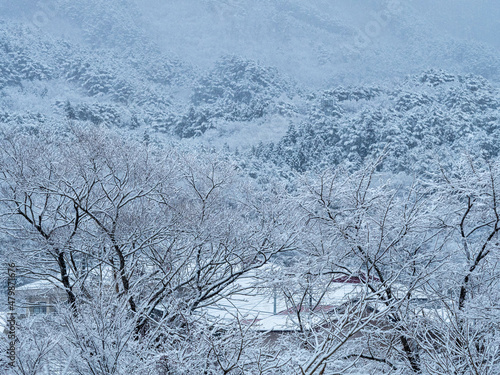 雪が積もった屋根と木々