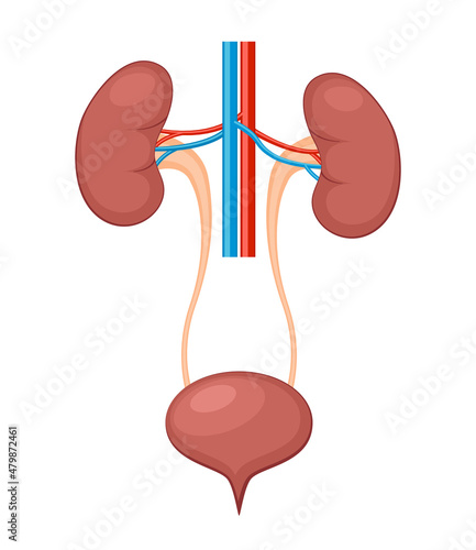 Urinary system anatomy. Incontinence biology infection uti, ureter kidney bladder vector diagram