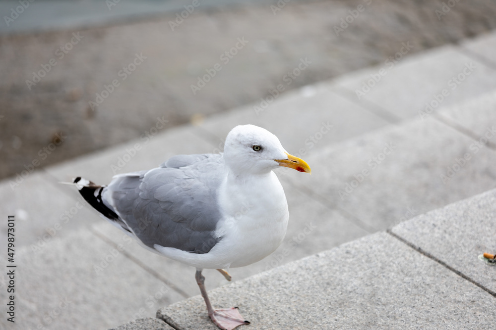 Close-up Of Seagull Perching On Boardwalk, only one leg Close-up Of Seagull Perching On Boardwalk, only one leg