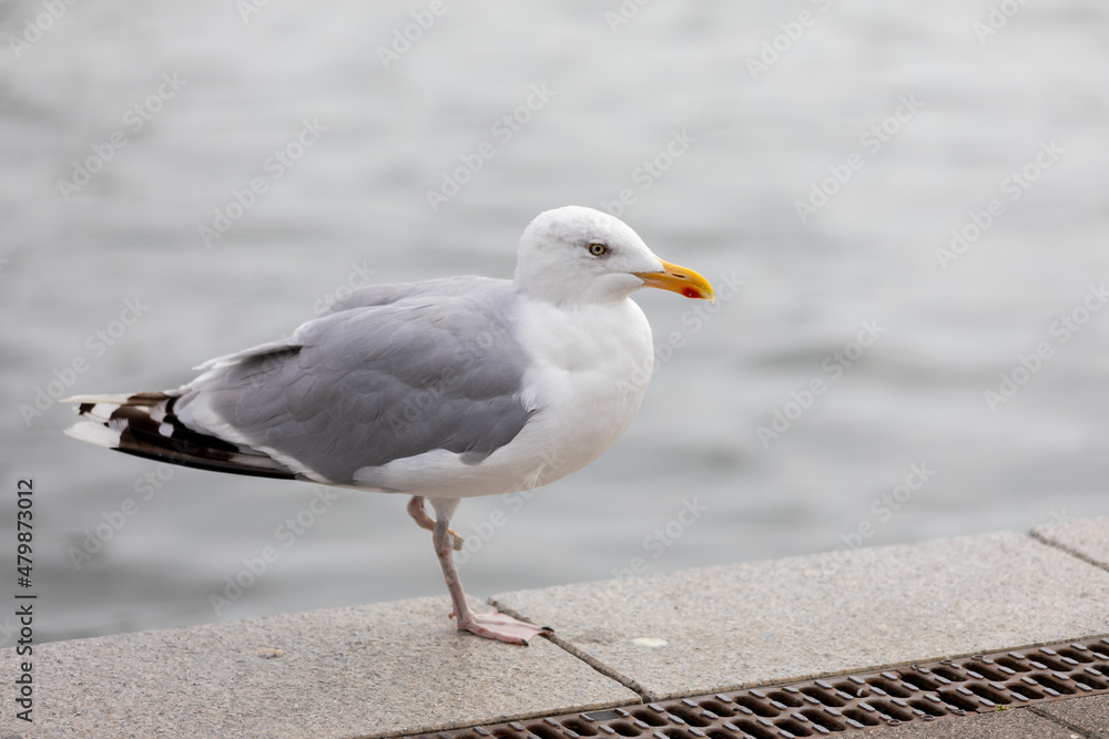 Obraz premium Close-up Of Seagull Perching On Boardwalk, only one leg