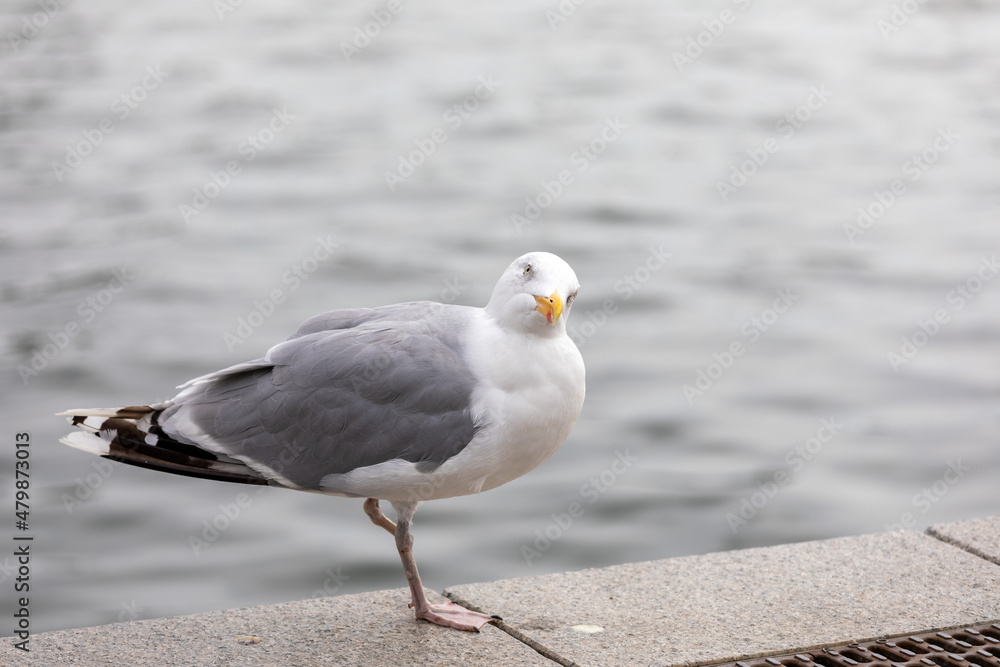Close-up Of Seagull Perching On Boardwalk, only one leg Close-up Of Seagull Perching On Boardwalk, only one leg