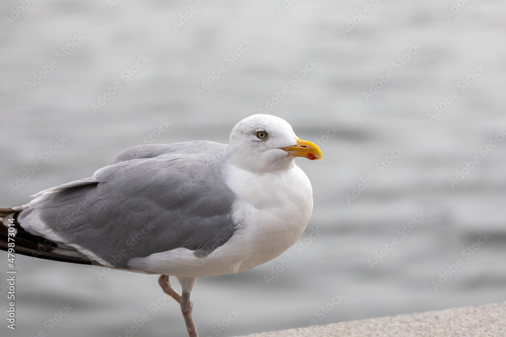 Close-up Of Seagull Perching On Boardwalk, only one leg