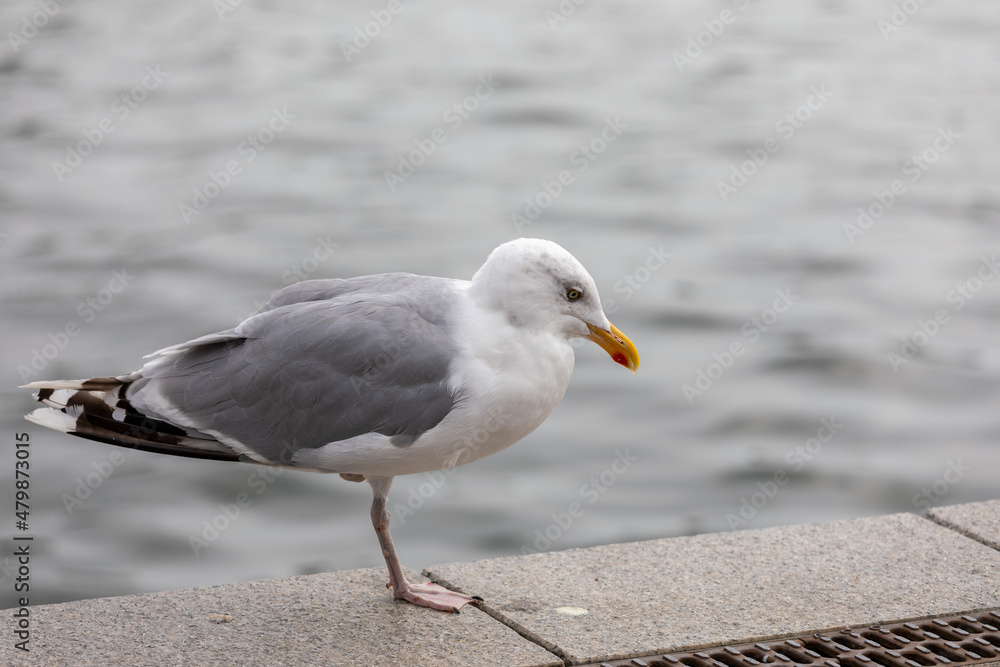 Obraz premium Close-up Of Seagull Perching On Boardwalk, only one leg