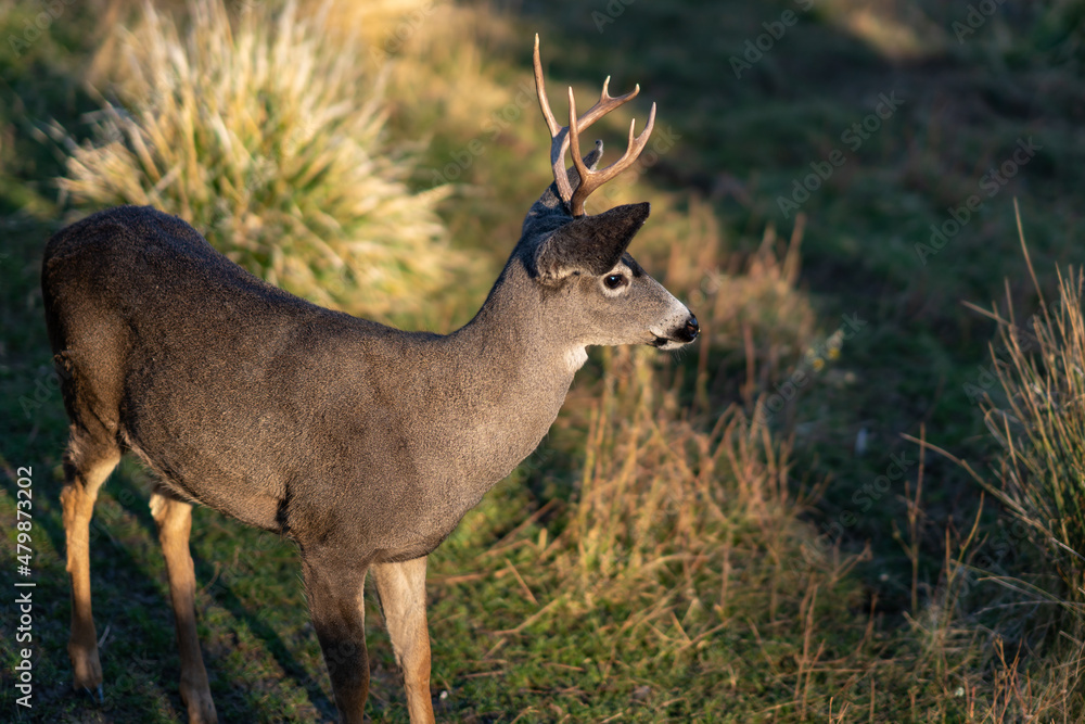 White-tailed Deer Buck in the Wilderness White-tailed Deer Buck in the Wilderness