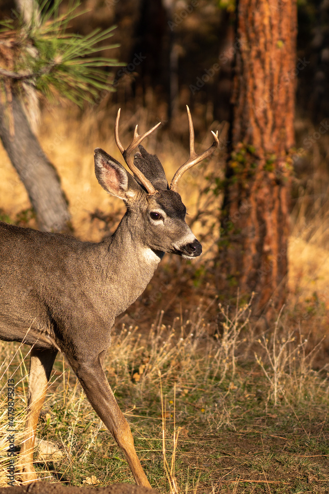 White-tailed Deer Buck in the Wilderness White-tailed Deer Buck in the Wilderness