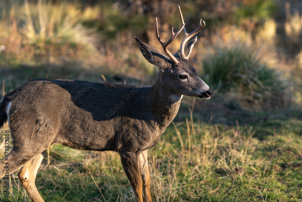 White-tailed Deer Buck in the Wilderness White-tailed Deer Buck in the Wilderness