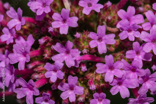 pink and purple flowers