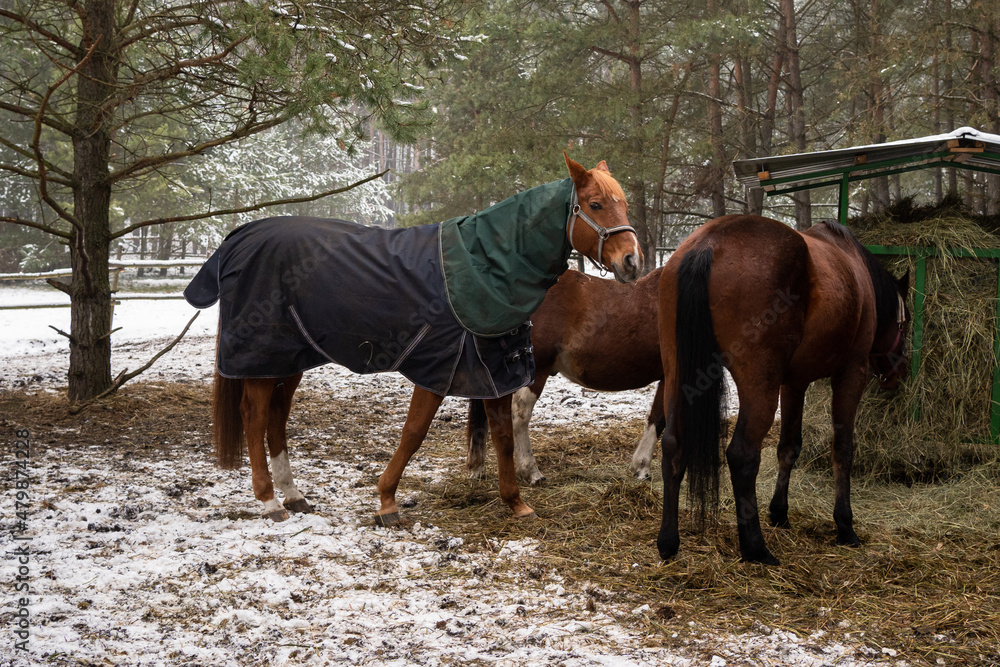 horses in the yard at pasture covered with a horse blanket during winter time horses in the yard at pasture covered with a horse blanket during winter time