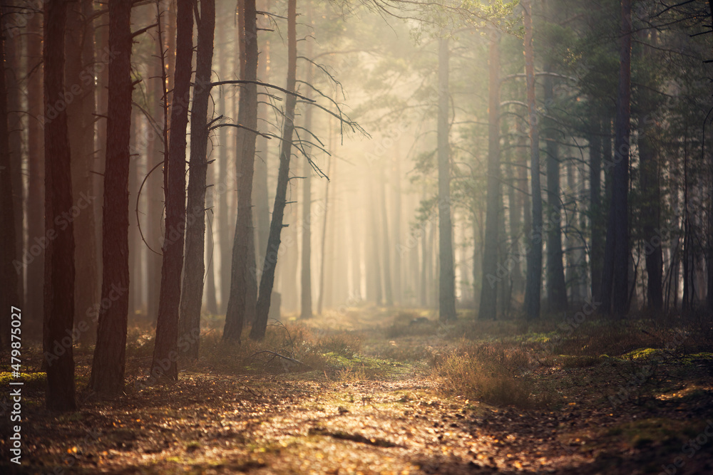 Jesienny las sosnowy we mgle - obrazy, fototapety, plakaty 