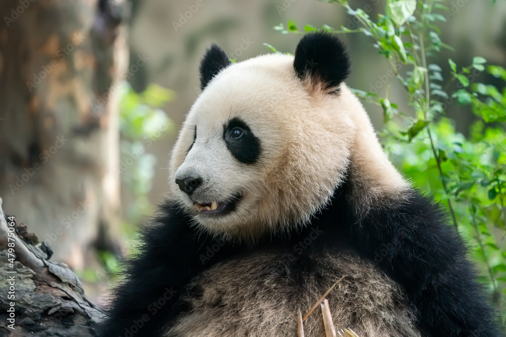 Panda eating shoots of bamboo. Rare and endangered black and white bear.
