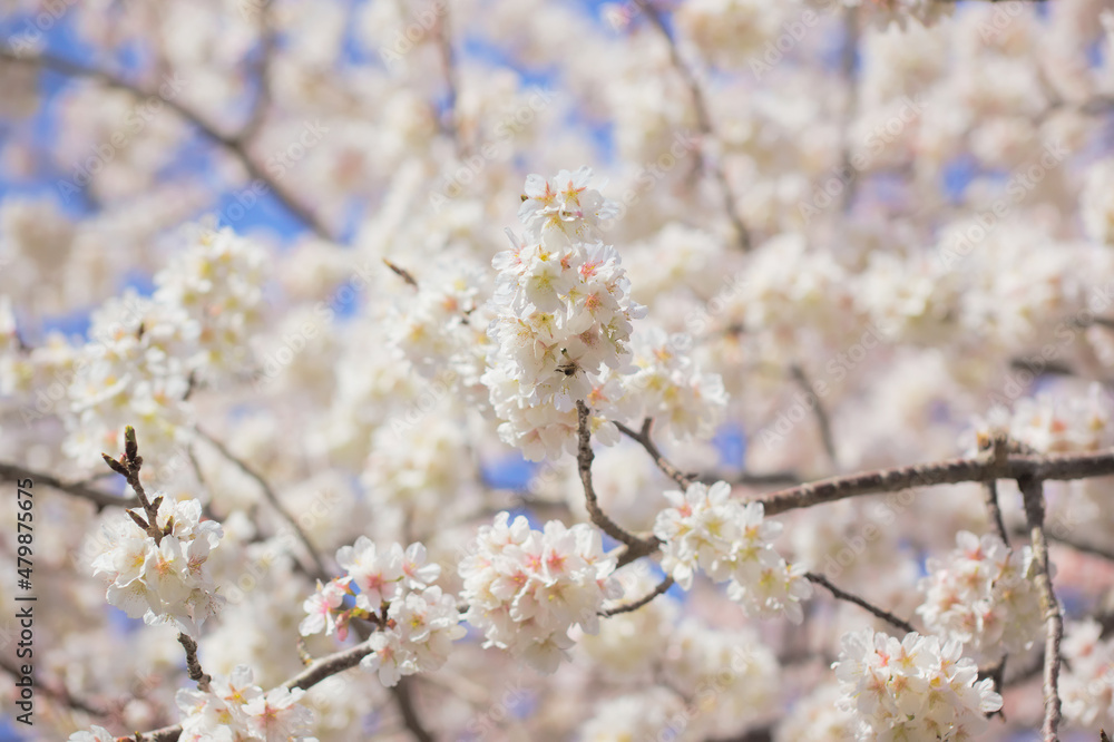 青空を背景に暖流桜のクローズアップ	