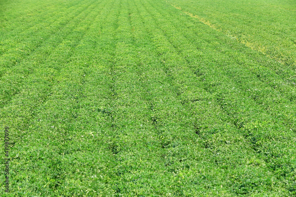 Growing peanuts, in the field Growing peanuts, in the field