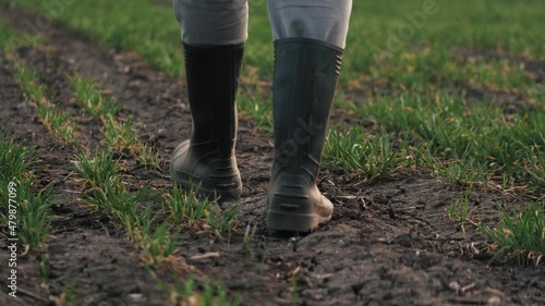 A farmer in boots walks across a field of green wheat sprouts. In the spring, a businessman walks on the ground assessing seedlings of green vegetables at sunset. Agricultural business. Growing grain