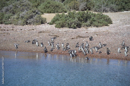 Pingüinos, Punta Tombo