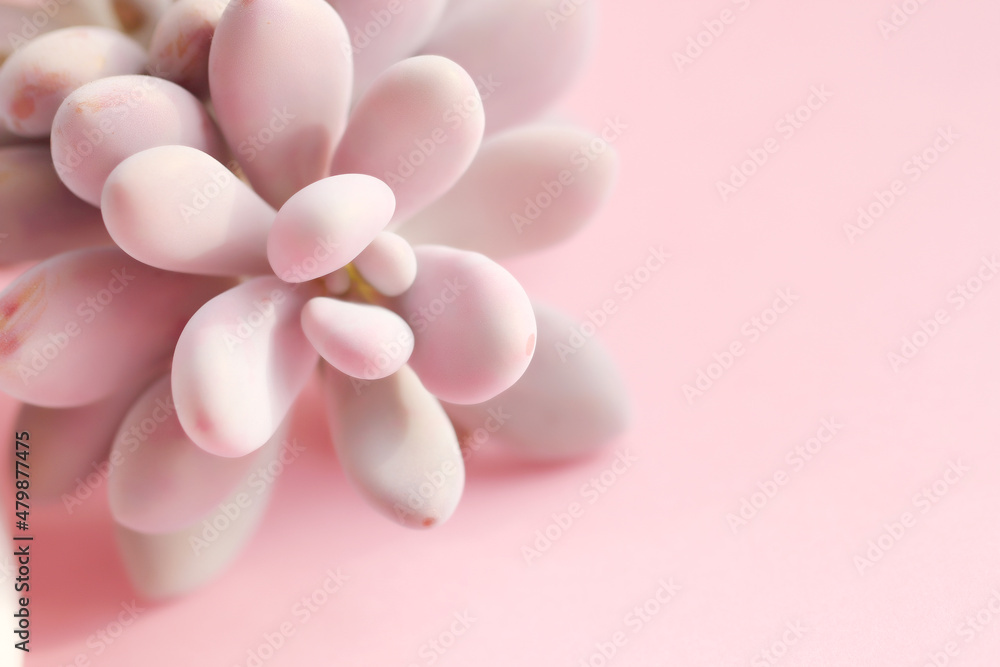 pink succulents plant on pink background pink succulents plant on pink background