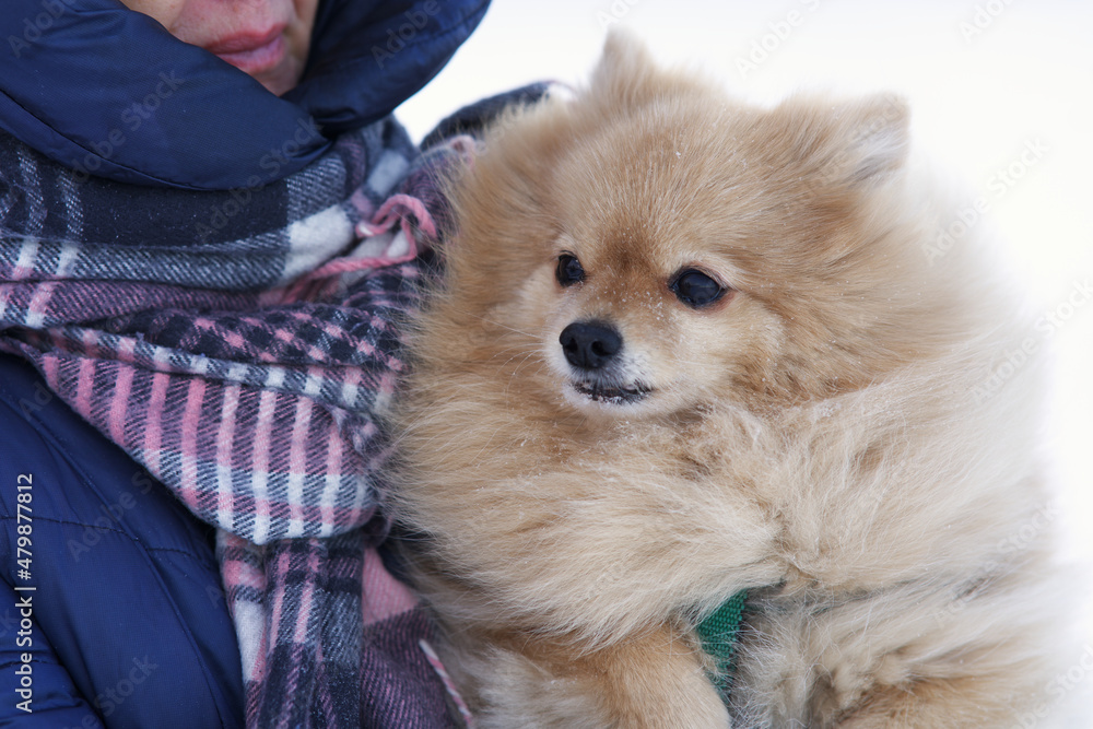 Unrecognisable woman in warm clothes with scarf, person is warming, holding cute little Pomeranian Spitz dog on hands outdoors at winter frosty cold snowy day. People love, care pets, animals concept Unrecognisable woman in warm clothes with scarf, person is warming, holding cute little Pomeranian Spitz dog on hands outdoors at winter frosty cold snowy day. People love, care pets, animals concept