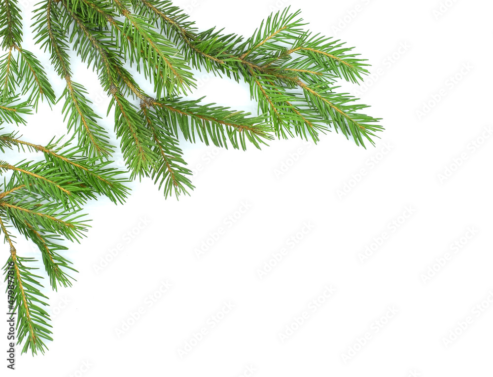 Obraz premium Fir tree branches isolated on white background, copy space. Christmas background.