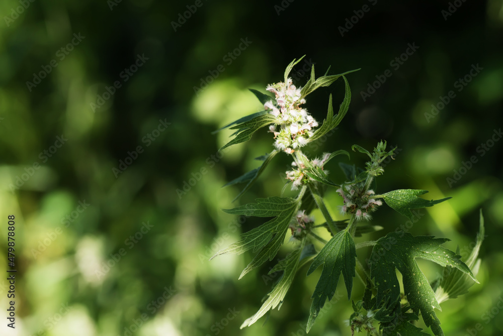 Leonurus cardiaca, motherwort, throw-wort, lion's ear, lion's tail medicinal plant with opposite leaves serrated margins Blooming in summer Leonurus cardiaca, motherwort, throw-wort, lion's ear, lion's tail medicinal plant with opposite leaves serrated margins Blooming in summer